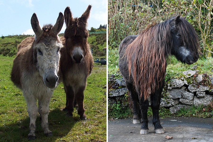 Two donkeys and a pony