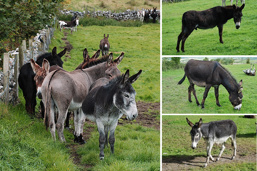 Donkeys in a field