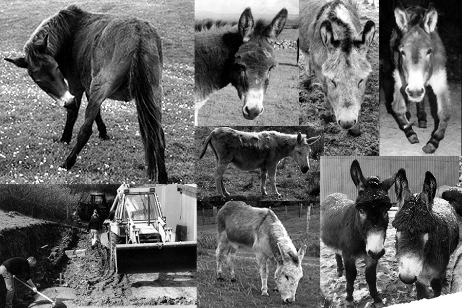 Some of the first donkeys