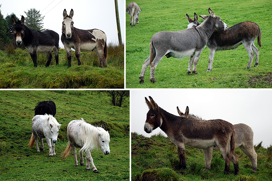 Various donkeys and ponies