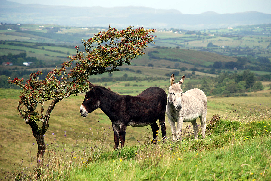 Two donkeys on the hill