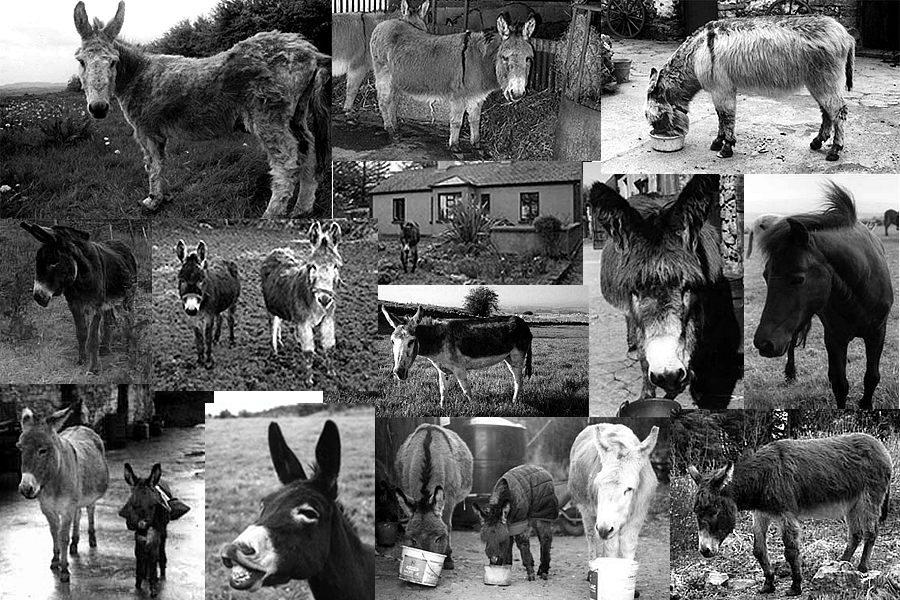 Our first donkeys