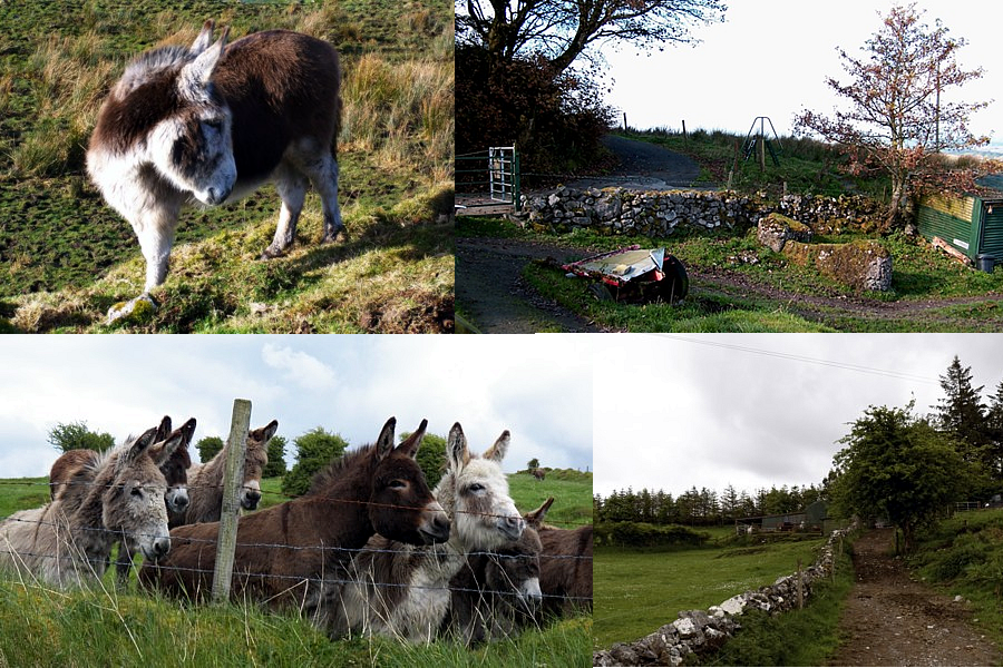 Donkeys and views of the Sanctuary