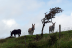 Donkeys on the hill