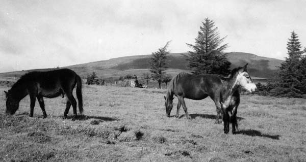Peaceful ponies with the hill of Kesh behind