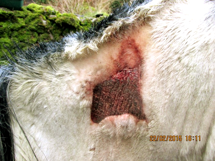 Close up of wound