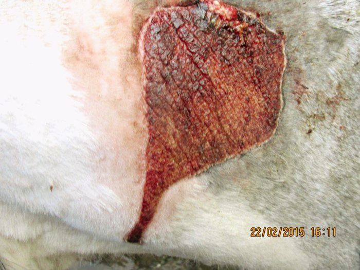 Close up of wound