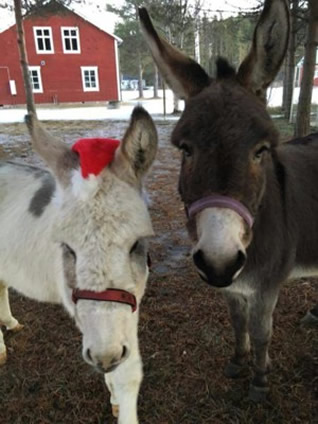 Moose and Minka at Christmas