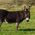 Humphrey Humphrey