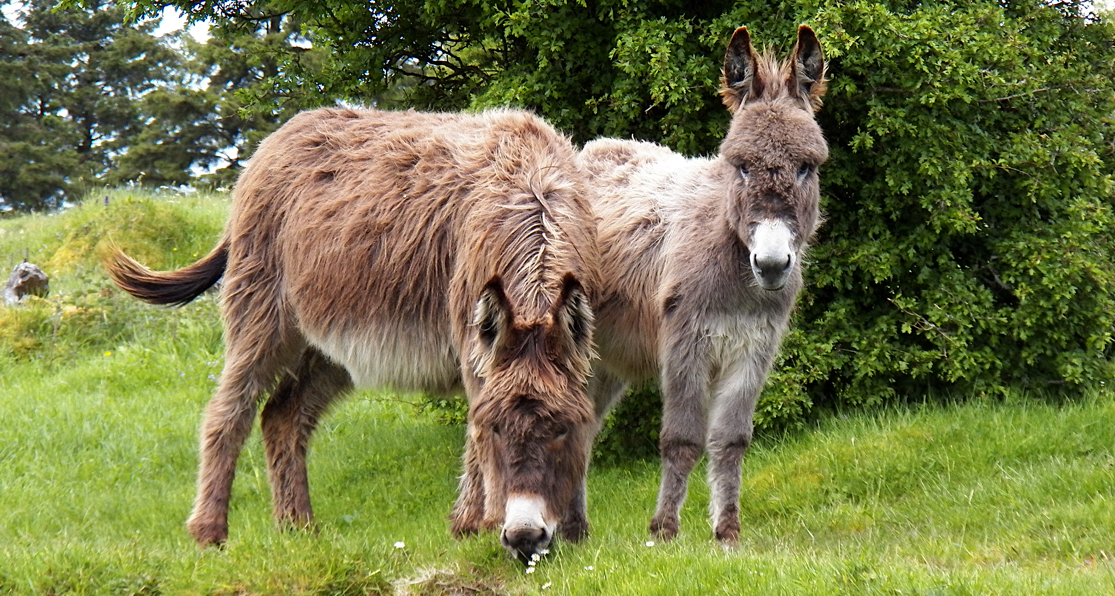 donkeys