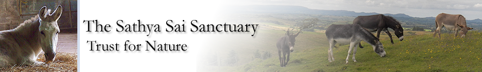 Sathya Sai Donkey Sanctuary Header