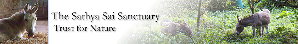 Sathya Sai Sanctuary Header