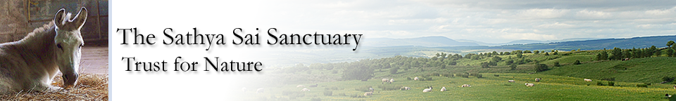 Sathya Sai Sanctuary Header