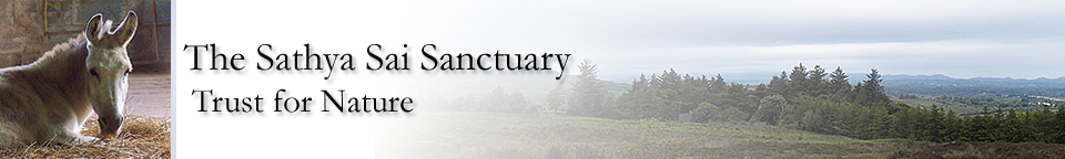 Sathya Sai Sanctuary Header