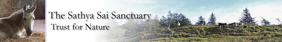 Sathya Sai Donkey Sanctuary Header