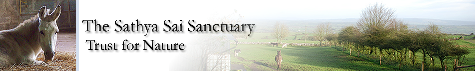 Sathya Sai Sanctuary Header