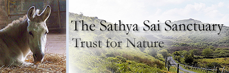 Sathya Sai Sanctuary Header