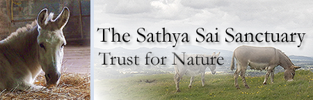 Sathya Sai Sanctuary Header