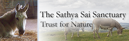 Sathya Sai Sanctuary Header