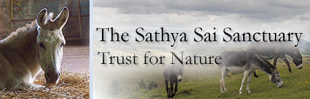 Sathya Sai Donkey Sanctuary Header