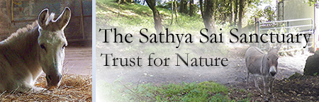 Sathya Sai Sanctuary Header