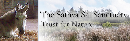 Sathya Sai Sanctuary Header