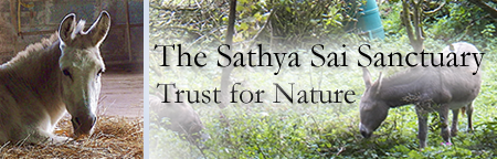 Sathya Sai Sanctuary Header