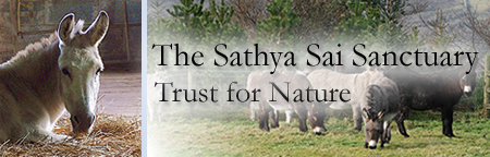 Sathya Sai Sanctuary Header