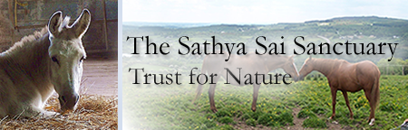 Sathya Sai Sanctuary Header