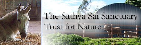 Sathya Sai Sanctuary Header