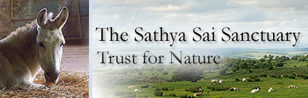 Sathya Sai Sanctuary Header