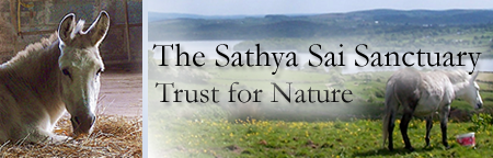 Sathya Sai Sanctuary Header