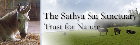 Sathya Sai Sanctuary Header