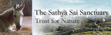 Sathya Sai Donkey Sanctuary Header