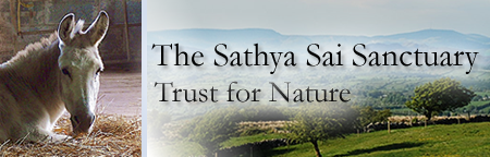 Sathya Sai Sanctuary Header