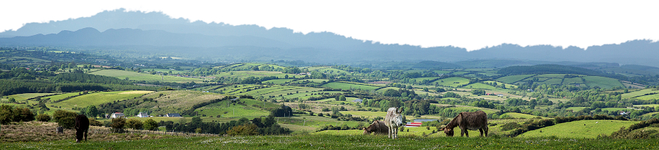 donkeys