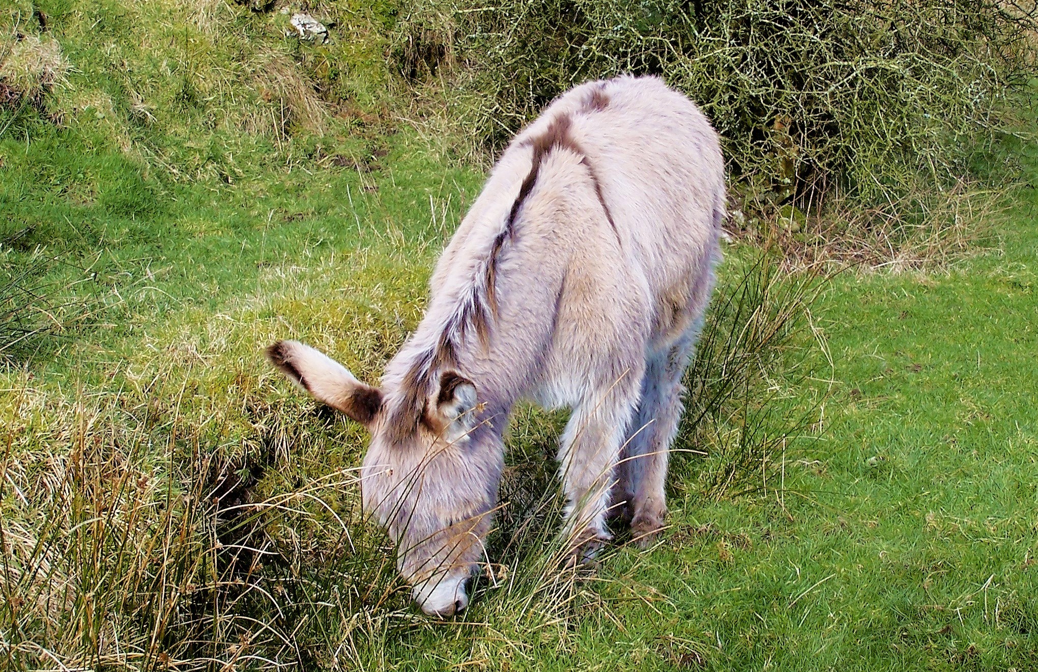 Donkey cross