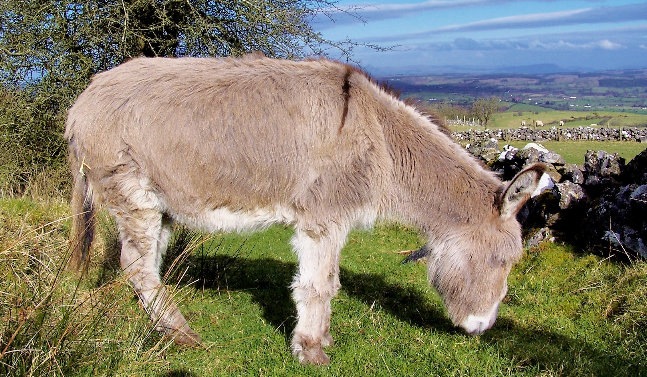 Donkey cross