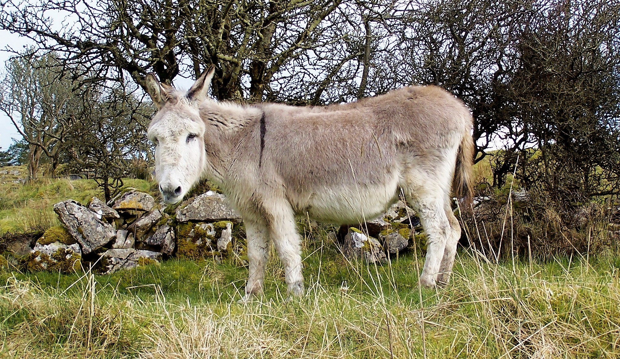 Donkey cross