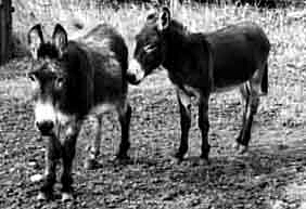 Donkeys