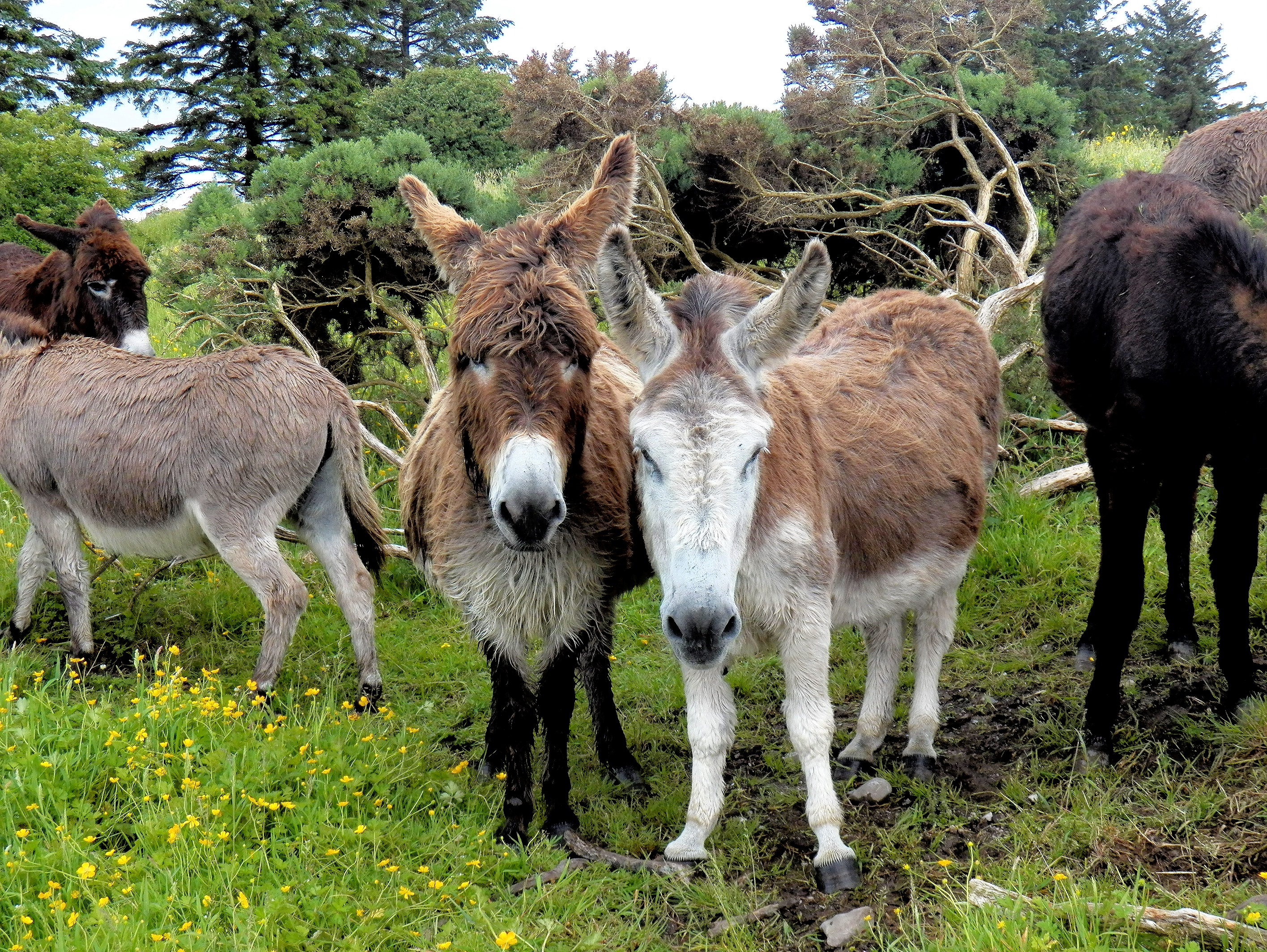 Donkeys