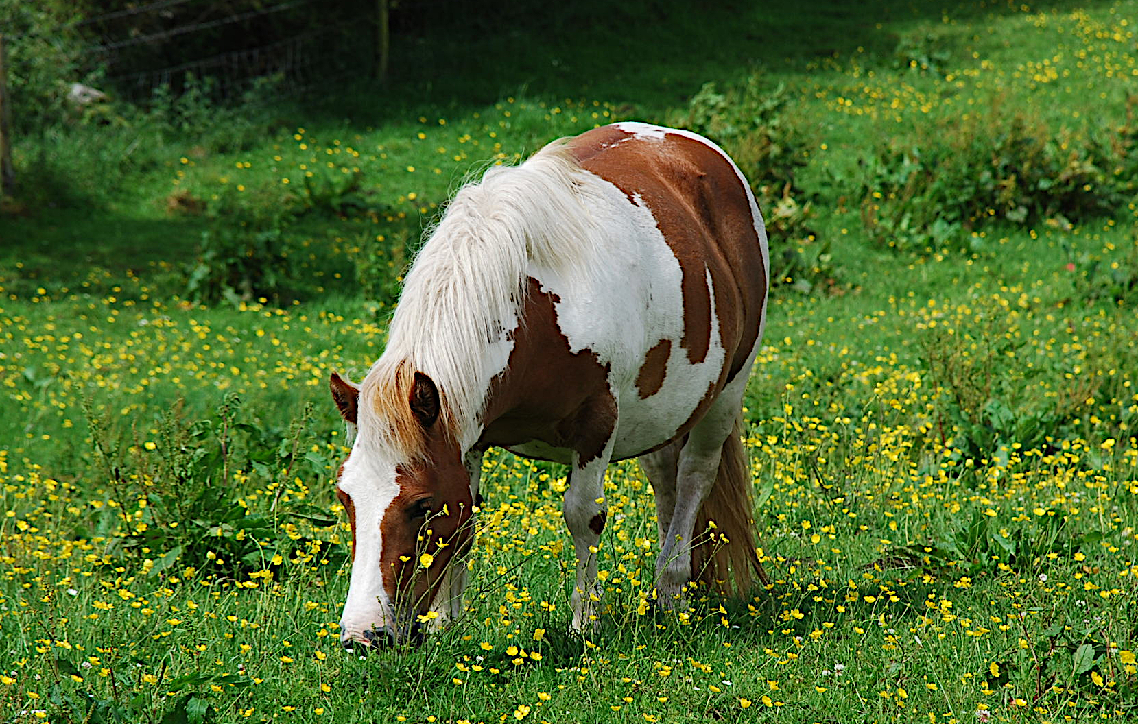 horses