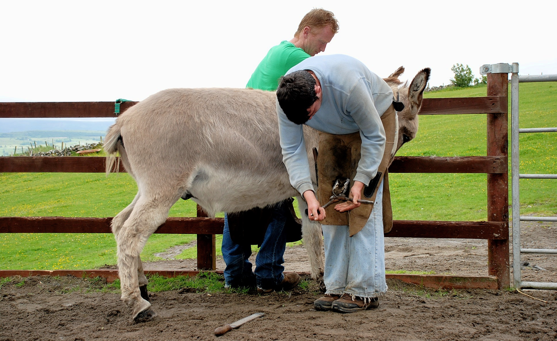 Trimming hooves