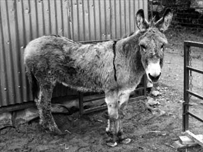 Donkey in the sand pit