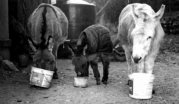 Donkeys being fed