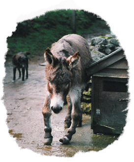 Flynn donkey