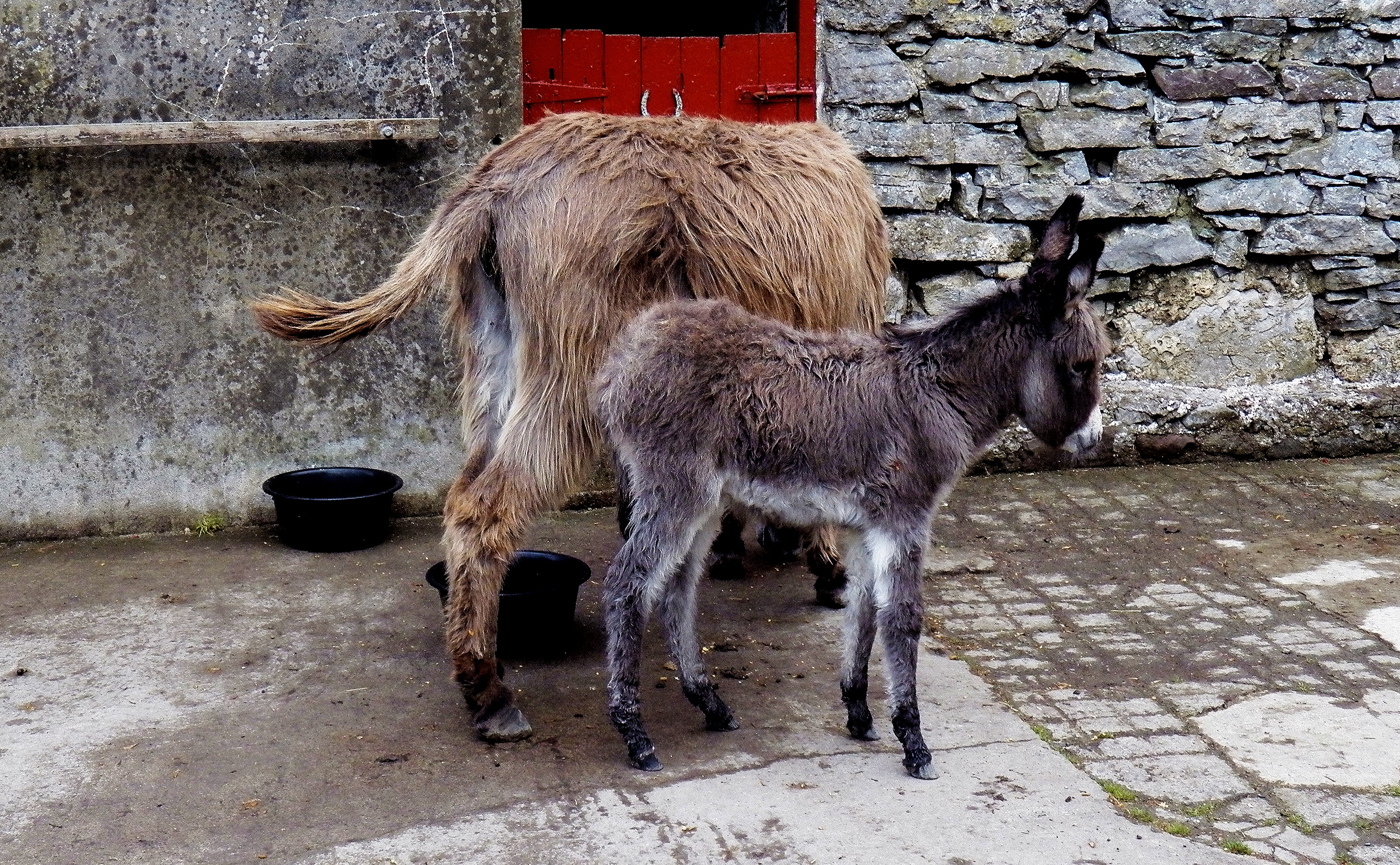 Donkey foal