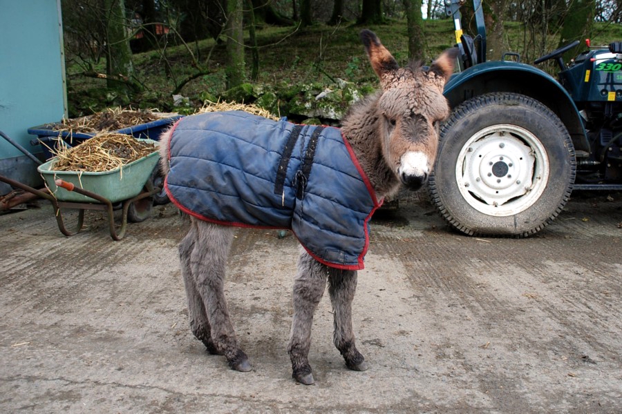 Donkey foal