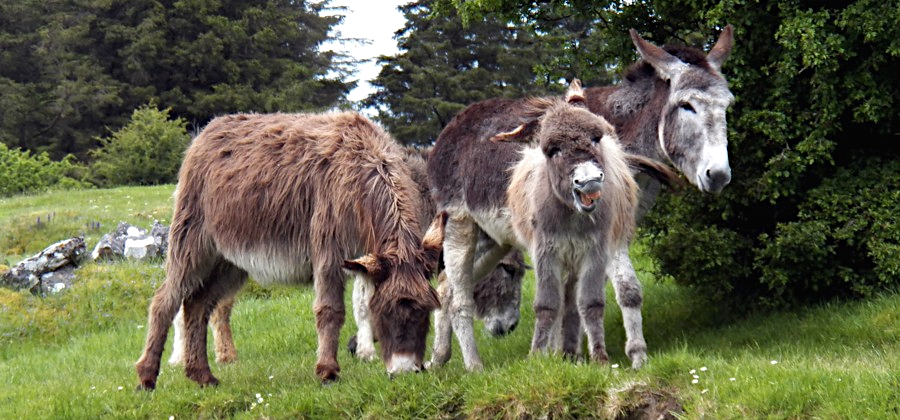 Donkey foal