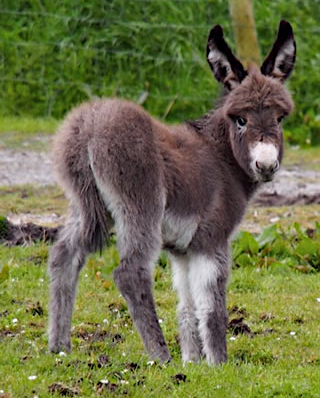 Donkey foal